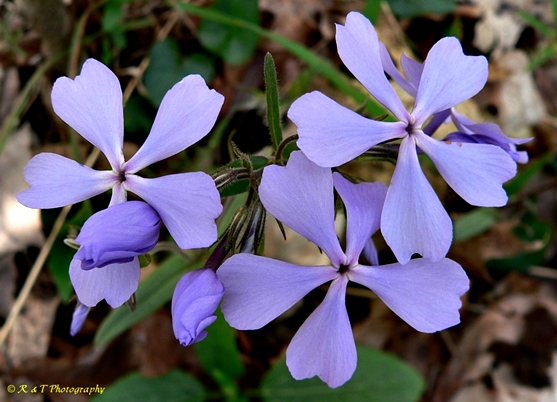 {Phlox divaricata}